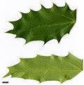 SpeciesSub: 'Cantab' (M.japonica × M.siamensis)